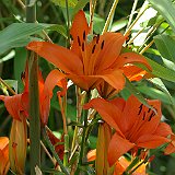 lys tigre au jardin exotiquer.JPG